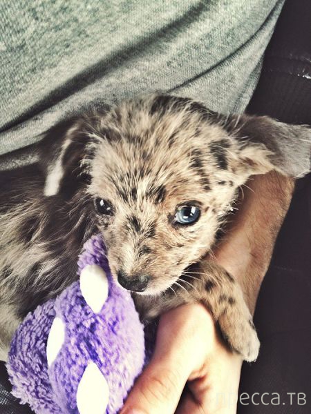 ����� �������� - �������� ��������, ����� 17 (43 ����)