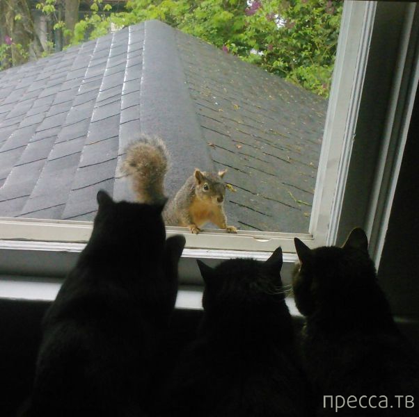 ����� �������� - �������� ��������, ����� 17 (43 ����)