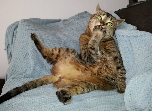 ����� �������� - �������� ��������, ����� 17 (43 ����)