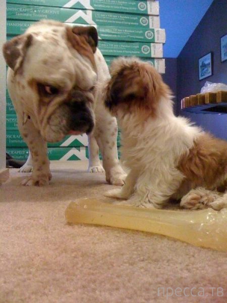 ����� �������� - �������� ��������, ����� 17 (43 ����)