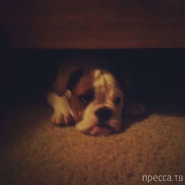 ����� �������� - �������� ��������, ����� 17 (43 ����)