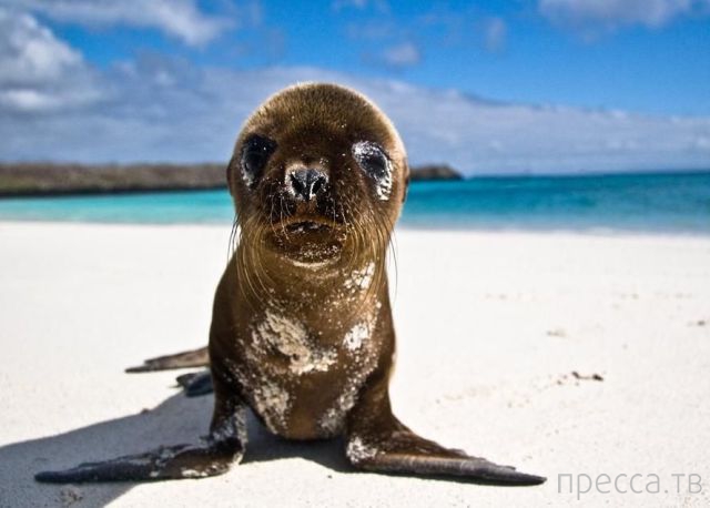 ����� �������� - �������� ��������, ����� 17 (43 ����)