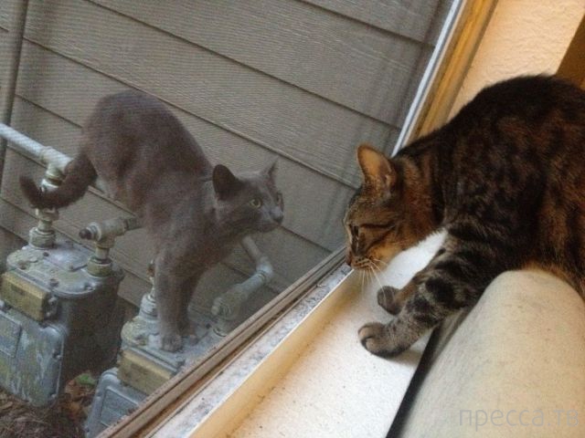 ����� �������� - �������� ��������, ����� 17 (43 ����)