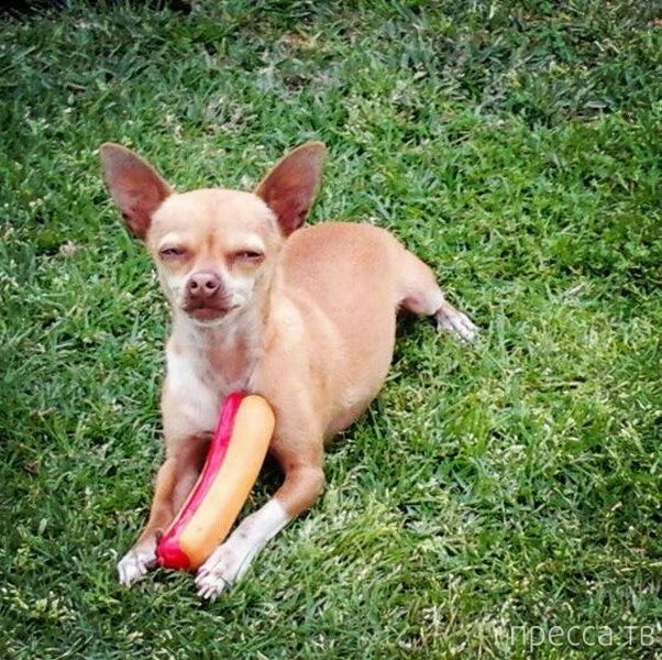 ����� �������� - �������� ��������, ����� 17 (43 ����)