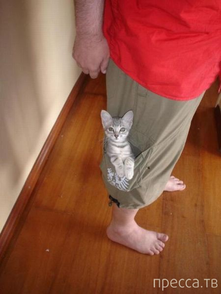 ����� �������� - �������� ��������, ����� 17 (43 ����)