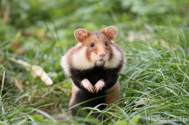 ����� �������� - �������� ��������, ����� 17 (43 ����)