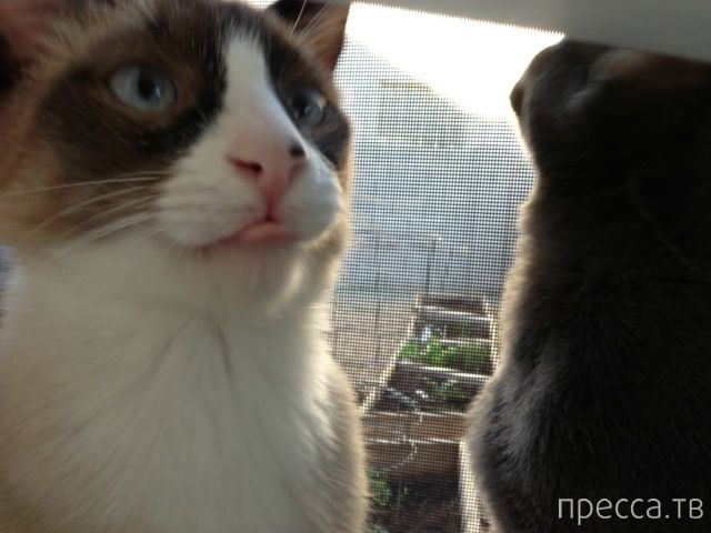 ����� �������� - �������� ��������, ����� 17 (43 ����)