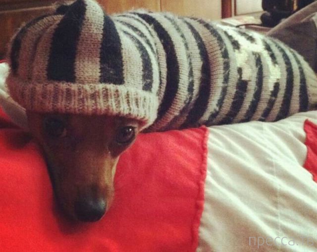 ����� �������� - �������� ��������, ����� 17 (43 ����)