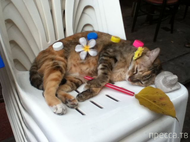 ����� �������� - �������� ��������, ����� 17 (43 ����)