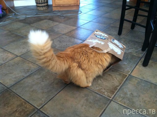 ����� �������� - �������� ��������, ����� 17 (43 ����)