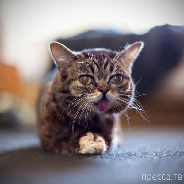 ����� �������� - �������� ��������, ����� 17 (43 ����)