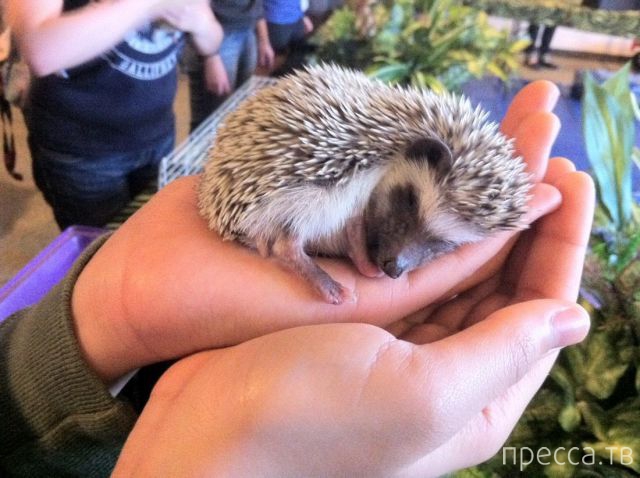 ����� �������� - �������� ��������, ����� 17 (43 ����)