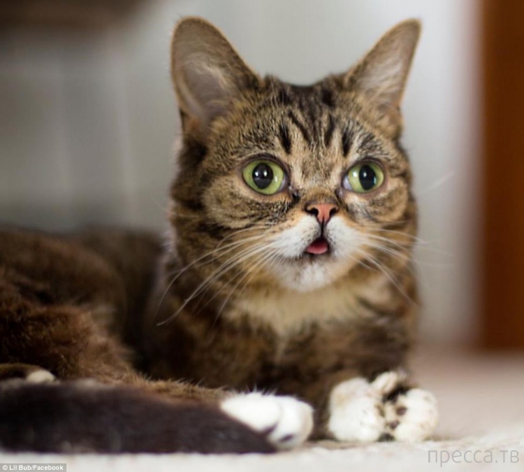 Lil Bub -       (6 )