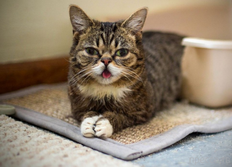 Lil Bub -       (6 )