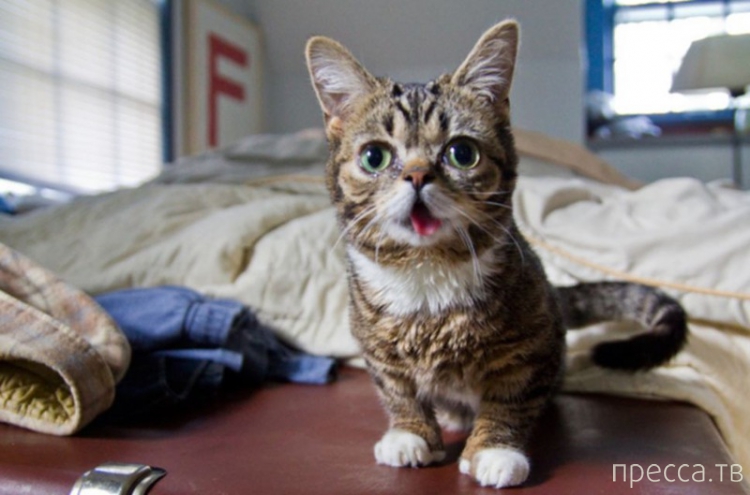 Lil Bub -       (6 )