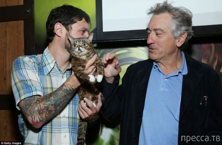 Lil Bub -       (6 )