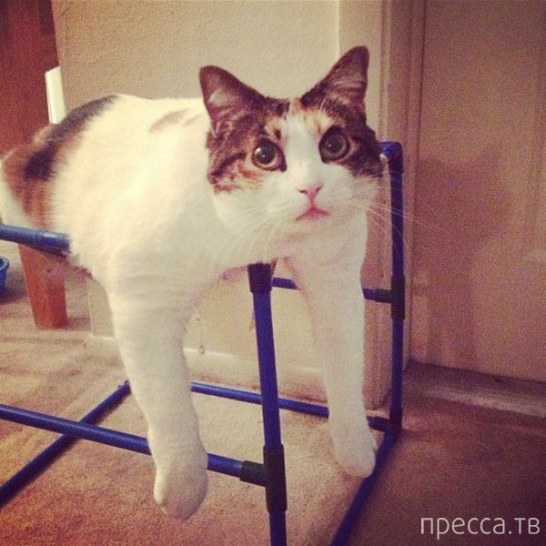 ����� �������� - �������� ��������, ����� 18 (49 ����)