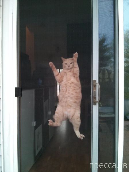 ����� �������� - �������� ��������, ����� 18 (49 ����)