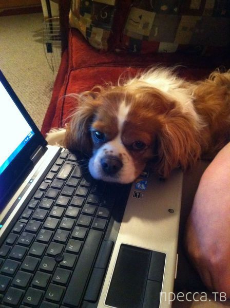 ����� �������� - �������� ��������, ����� 18 (49 ����)