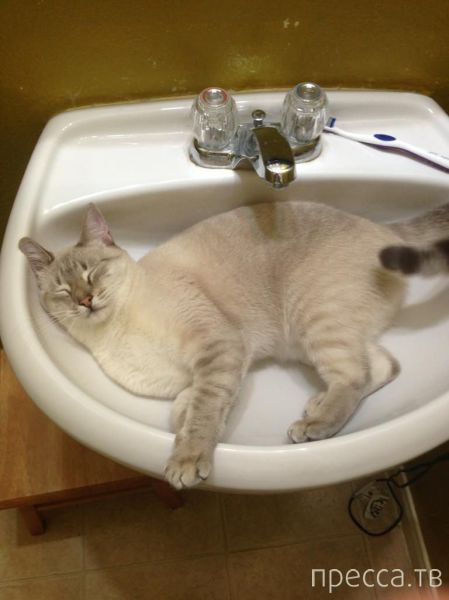 ����� �������� - �������� ��������, ����� 18 (49 ����)