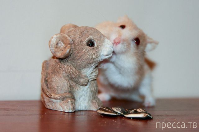 ����� �������� - �������� ��������, ����� 18 (49 ����)