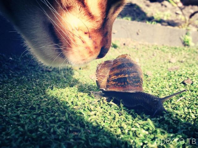 ����� �������� - �������� ��������, ����� 18 (49 ����)