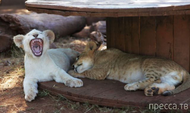 ����� �������� - �������� ��������, ����� 18 (49 ����)