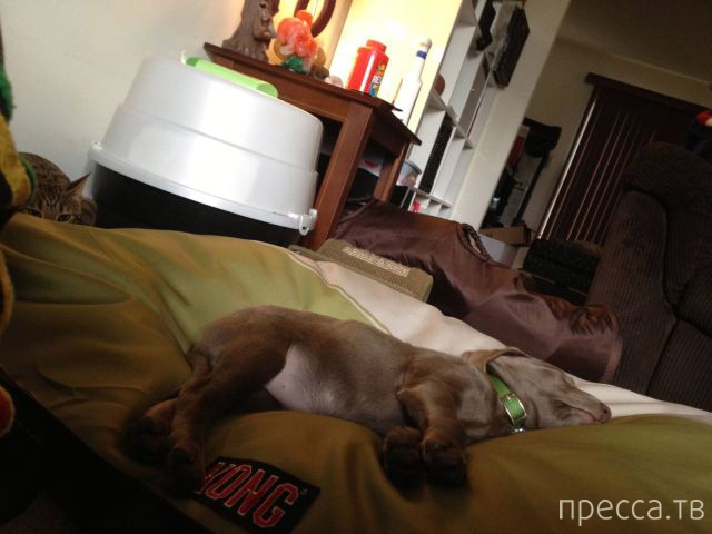 ����� �������� - �������� ��������, ����� 18 (49 ����)