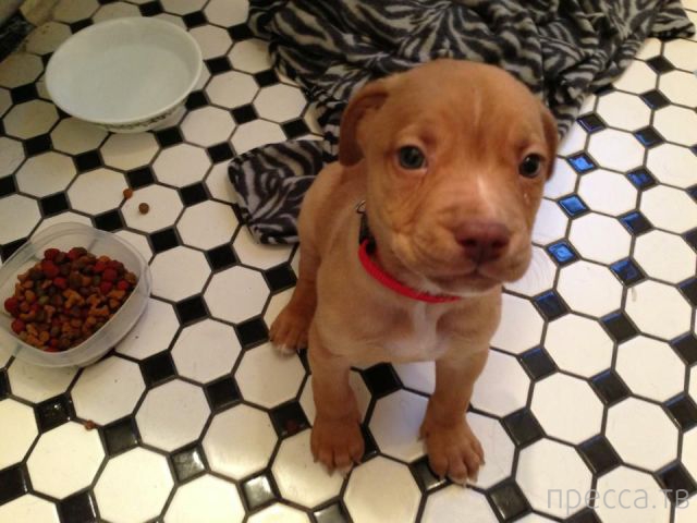 ����� �������� - �������� ��������, ����� 18 (49 ����)