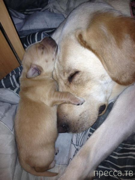 ����� �������� - �������� ��������, ����� 18 (49 ����)