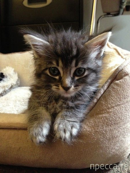 ����� �������� - �������� ��������, ����� 18 (49 ����)