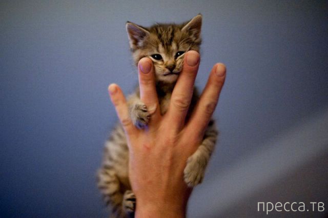 ����� �������� - �������� ��������, ����� 18 (49 ����)