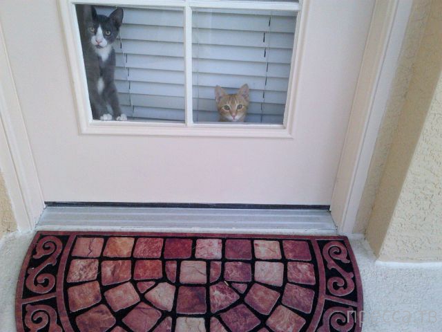 ����� �������� - �������� ��������, ����� 18 (49 ����)