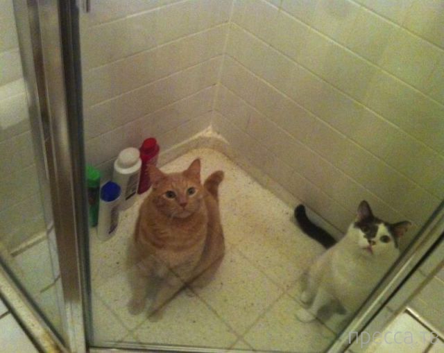 ����� �������� - �������� ��������, ����� 18 (49 ����)