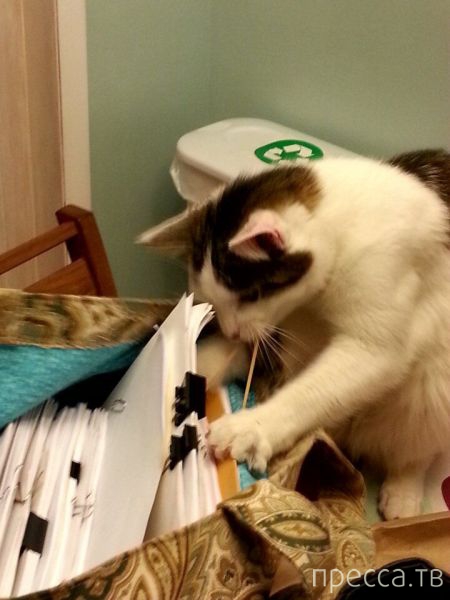 ����� �������� - �������� ��������, ����� 18 (49 ����)