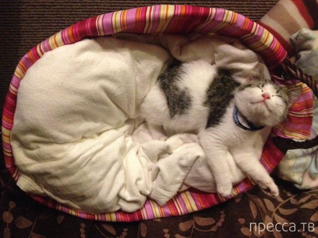 ����� �������� - �������� ��������, ����� 18 (49 ����)