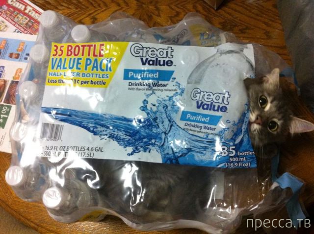 ����� �������� - �������� ��������, ����� 18 (49 ����)