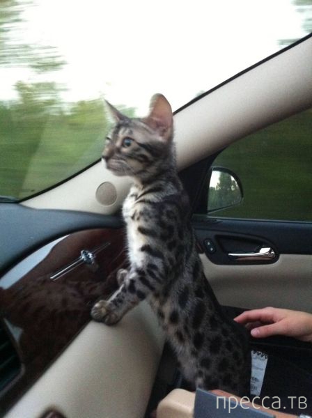 ����� �������� - �������� ��������, ����� 18 (49 ����)