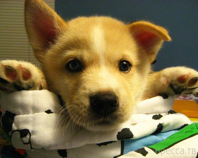 ����� �������� - �������� ��������, ����� 18 (49 ����)