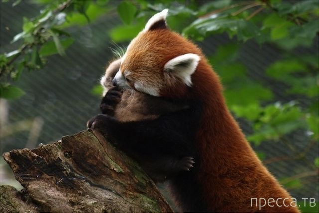 ����� �������� - �������� ��������, ����� 18 (49 ����)