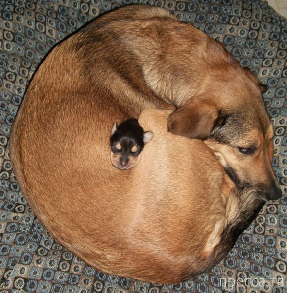 ����� �������� - �������� ��������, ����� 18 (49 ����)