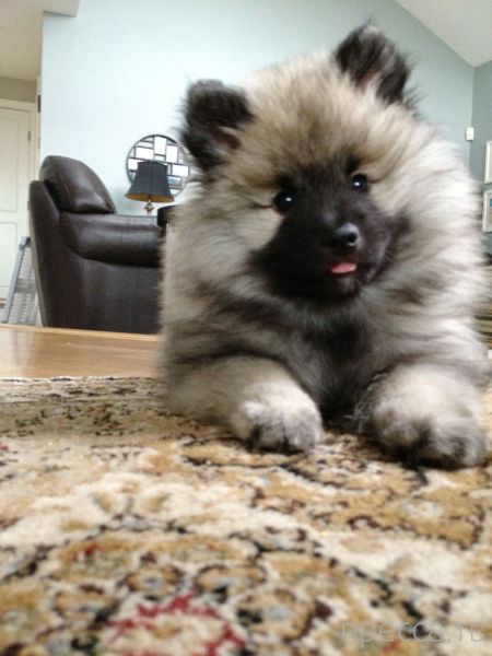 ����� �������� - �������� ��������, ����� 18 (49 ����)