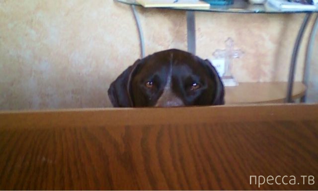 ����� �������� - �������� ��������, ����� 18 (49 ����)