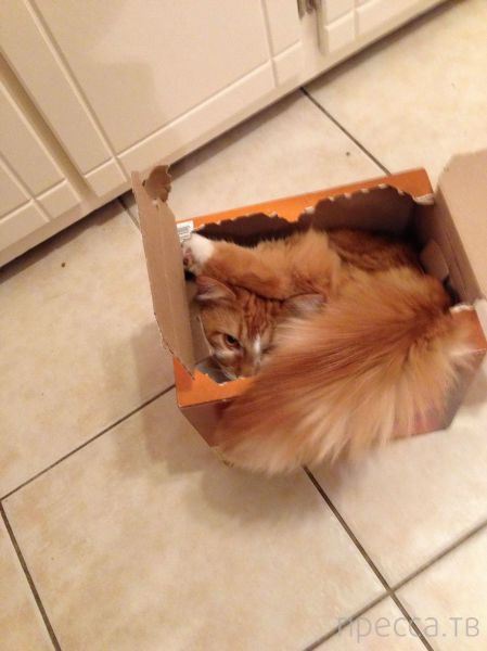 ����� �������� - �������� ��������, ����� 18 (49 ����)