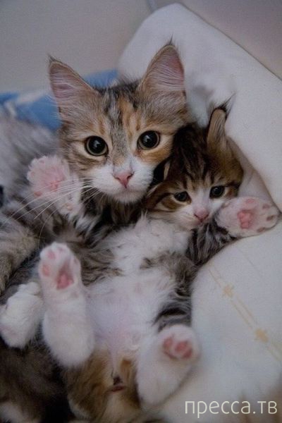 ����� �������� - �������� ��������, ����� 18 (49 ����)