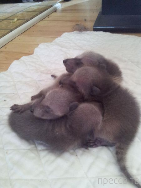 ����� �������� - �������� ��������, ����� 18 (49 ����)