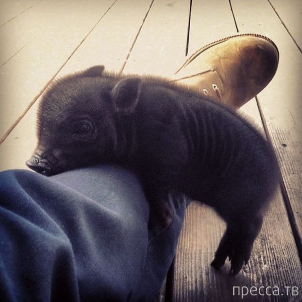 ����� �������� - �������� ��������, ����� 18 (49 ����)