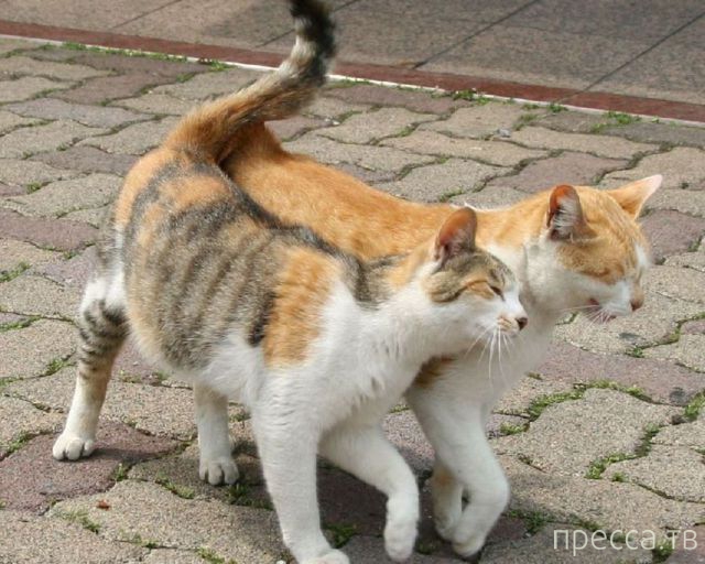 ����� �������� - �������� ��������, ����� 18 (49 ����)