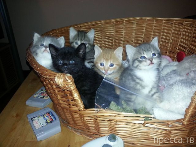 ����� �������� - �������� ��������, ����� 18 (49 ����)