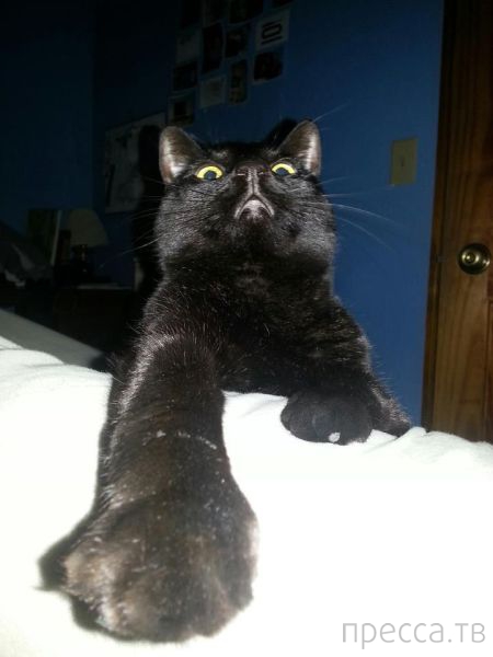 ����� �������� - �������� ��������, ����� 18 (49 ����)